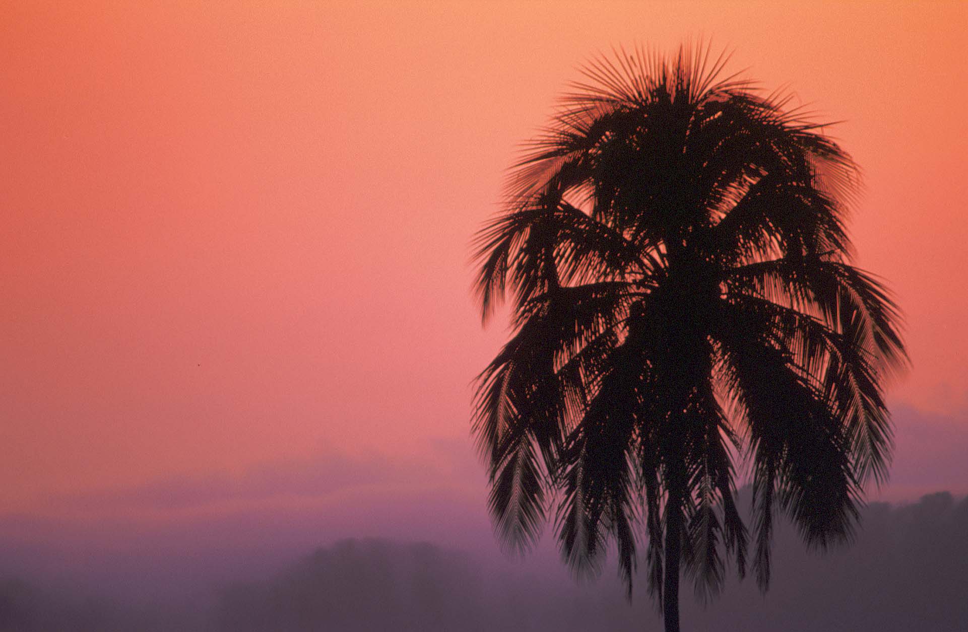 T7617. Palm at Sunset.Lake Meninjau. Sumatra. 1992.crop